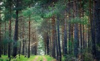 166.000 m2ko lursaila erosi du Udalak Arantzazun