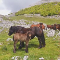 Aloña inguruan ia 3.000 abelburu larreratzeko baimena eman da aurten